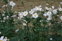 Anemone x hybrida 'Honorine Jobert' (Japanese Anemone, white)