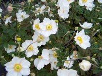 Anemone x hybrida 'Honorine Jobert' (Japanese Anemone, white)