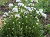 Armeria maritima Alba (Thrift)