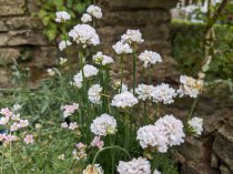 Armeria maritima Alba (Thrift)