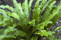 Asplenium scolopendrium