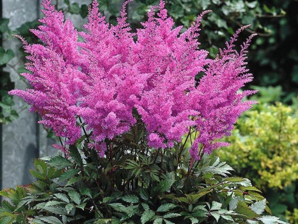 Astilbe 'Gloria Purpurea'