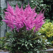 Astilbe 'Gloria Purpurea'