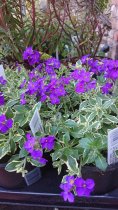 Aubretia 'Dr Mules Variegata'