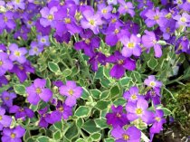 Aubretia 'Dr Mules Variegata'