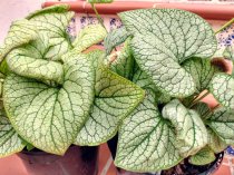 Brunnera macrophylla 'Jack Frost'