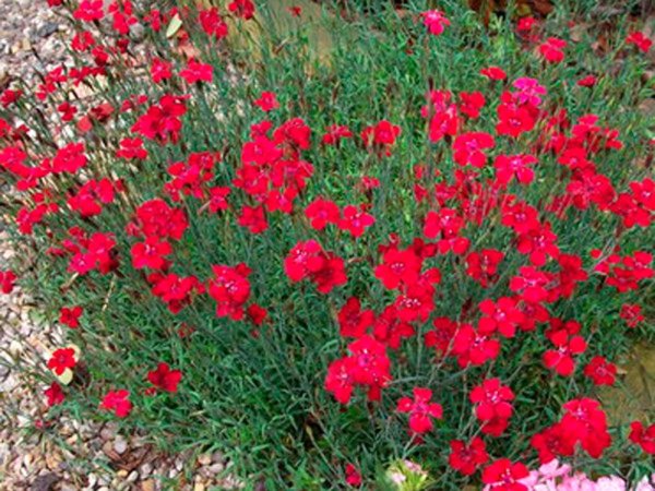 Dianthus deltoides 'Flashing Light'