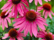 Echinacea purpurea 'Magnus' (Cone Flower)