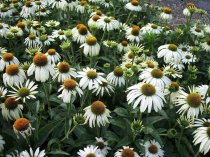 Echinacea purpurea 'White Swan'