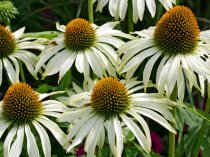 Echinacea purpurea 'White Swan'