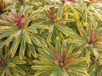 Euphorbia martinii 'Ascot Rainbow'