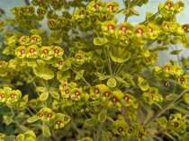 Euphorbia martinii 'Ascot Rainbow'