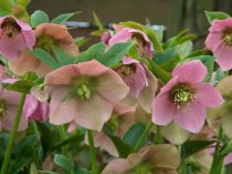 Helleborus orientalis 'Pink Lady' (Hellebore, Lenten Rose, Christmas Rose)