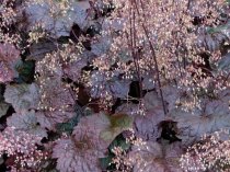 Heuchera villosa 'Palace Purple'