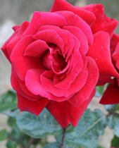 Hybrid Tea Rose 'Thinking of You'