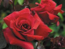 Hybrid Tea Rose 'Thinking of You'