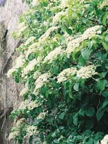 Hydrangea Petiolaris