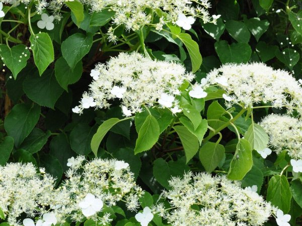 Hydrangea Petiolaris