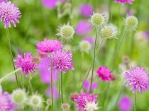 Knautia macedonica 'Melton pastels'