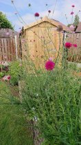 Knautia macedonica 'Melton pastels'