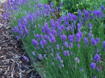 Lavender angustifolia 'Dwarf Blue'