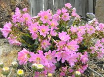 Lewisia cotyledon hybrid