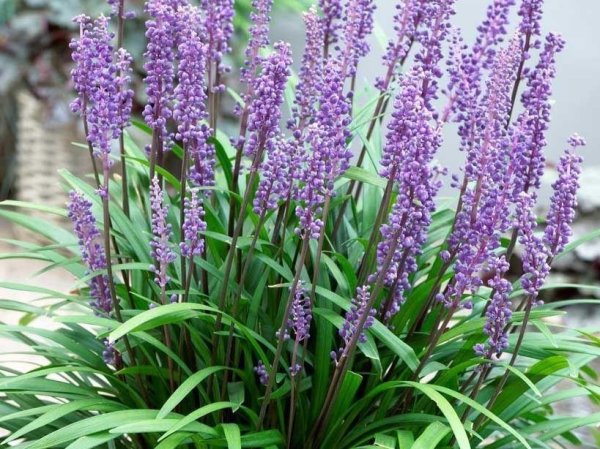 Liriope muscari 'Big Blue' (Lilyturf)