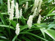 Liriope muscari 'Monroe White' (Lilyturf)