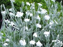 Lychnis coronaria 'alba' (Rose Campion, white)