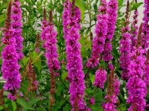 Lythrum salicaria 'Robert' (Purple Loosestrife 'Robert')