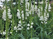 Physostegia virginiana Alba