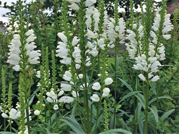 Physostegia virginiana Alba