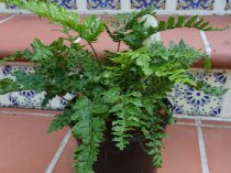 Polystichum polyblepharum