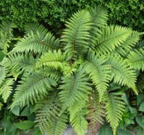 Polystichum polyblepharum