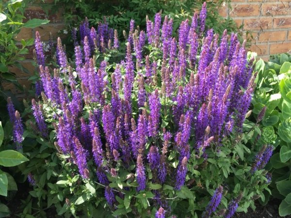 Salvia Nemorosa 'East Friesland'