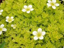 Saxifraga moschata 'Cloth Of Gold'