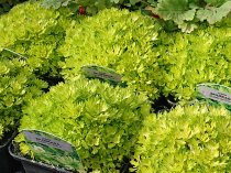 Saxifraga moschata 'Cloth Of Gold'