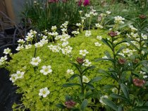 Saxifraga moschata 'Cloth Of Gold'