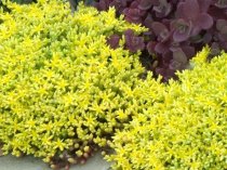 Sedum acre 'Aureum'