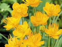 Trollius chinensis 'Golden Queen'