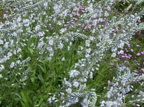 Veronica gentianoides