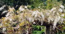 Wisteria sinensis 'Alba'