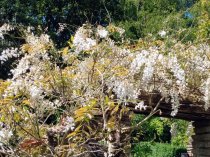 Wisteria sinensis 'Alba'