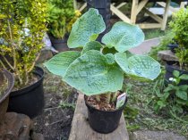 Hosta 'Big Daddy'