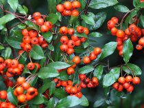 Pyracantha 'Orange Charmer'