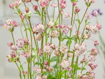 Astrantia Major 'Sparkling Stars Pink'