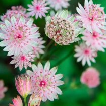 Astrantia Major 'Sparkling Stars Pink'