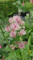 Astrantia Major 'Sparkling Stars Pink'