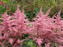 Astilbe Bressingham Beauty'