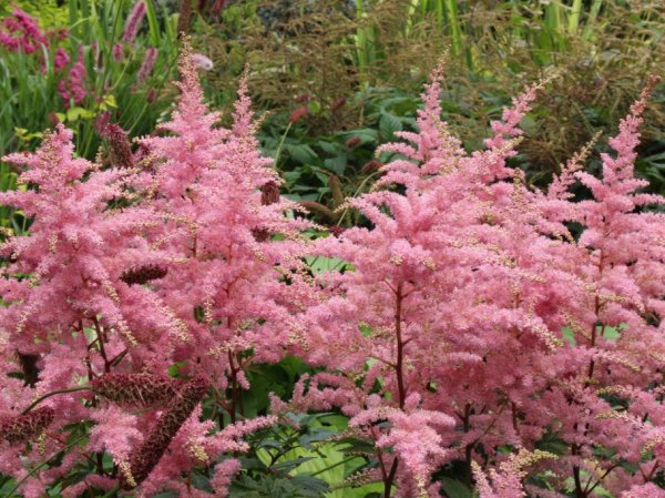 Astilbe Bressingham Beauty'